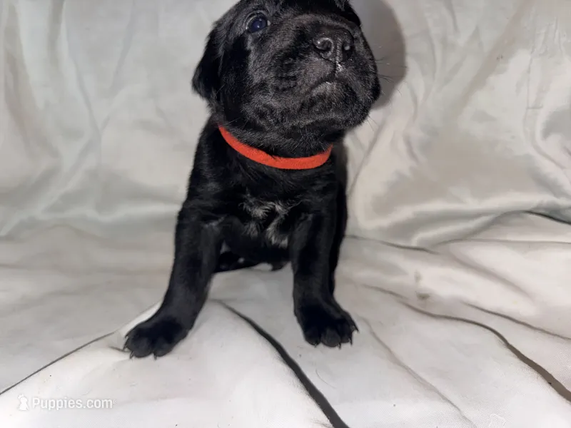 Cain AKC red collar-Delivery Special! – Cane Corso puppy for sale in Seneca, MO