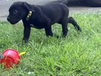 Dean AKC green collar-4th of July Special, a male Cane Corso for sale in Seneca, MO – 7 of 10