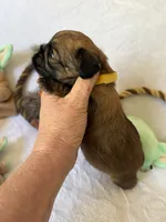Darth Vader , a male Brussels Griffon for sale in Seneca, MO – 7 of 10