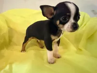 AKC Blackbeard, a male Chihuahua for sale in Seneca, MO – 5 of 8