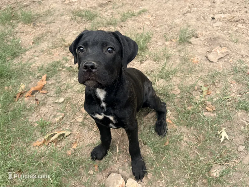 Crowley AKC (age discount) – Cane Corso puppy for sale in Seneca, MO