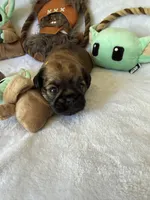 Darth Vader , a male Brussels Griffon for sale in Seneca, MO – 6 of 10