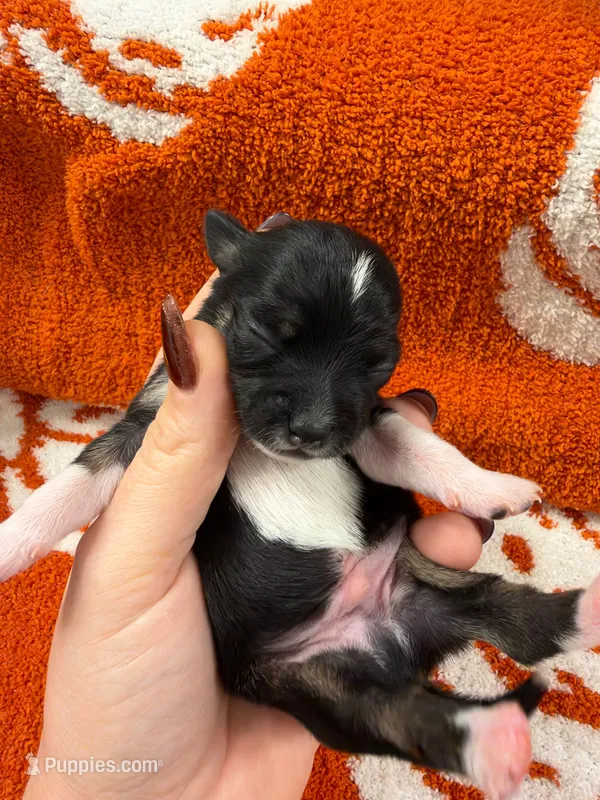 Salem – Chihuahua puppy for sale in Seneca, MO