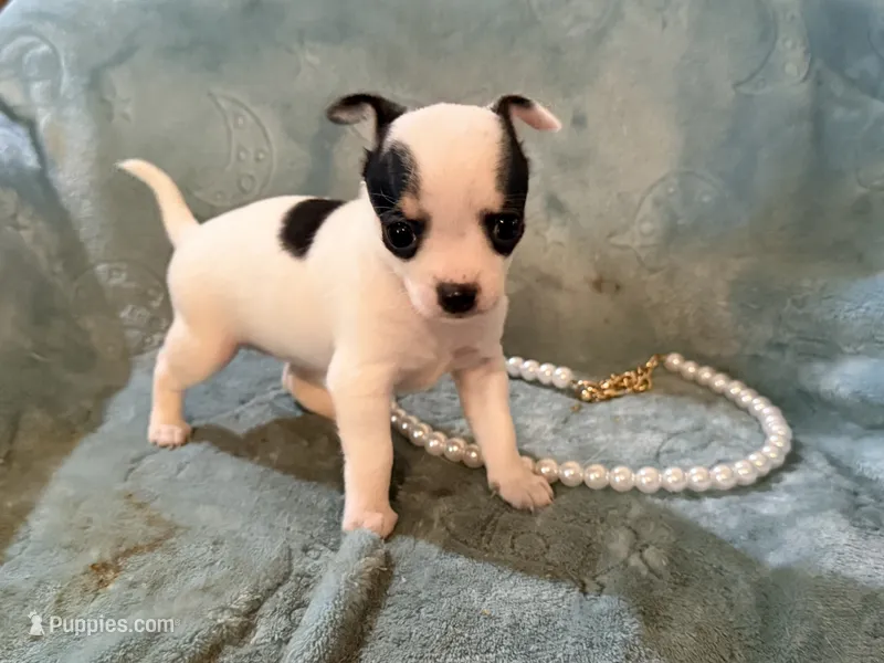 Anna tiny – Chihuahua puppy for sale in Seneca, MO