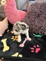Louis akc, a male Chihuahua for sale in Seneca, MO – 7 of 10