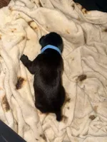 Rufus AKC blue collar, a male Cane Corso for sale in Seneca, MO – 4 of 10