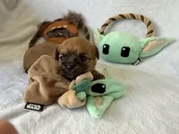 Jawa (Zippy), a male Brussels Griffon for sale in Seneca, MO – 9 of 10
