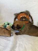 Chubacca (Chewy), a male Brussels Griffon for sale in Seneca, MO – 6 of 10