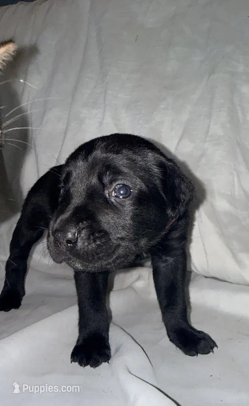 Cain AKC red collar-Delivery Special! – Cane Corso puppy for sale in Seneca, MO