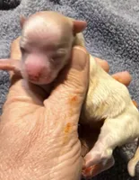 Luna, a female Chihuahua for sale in Seneca, MO – 2 of 4