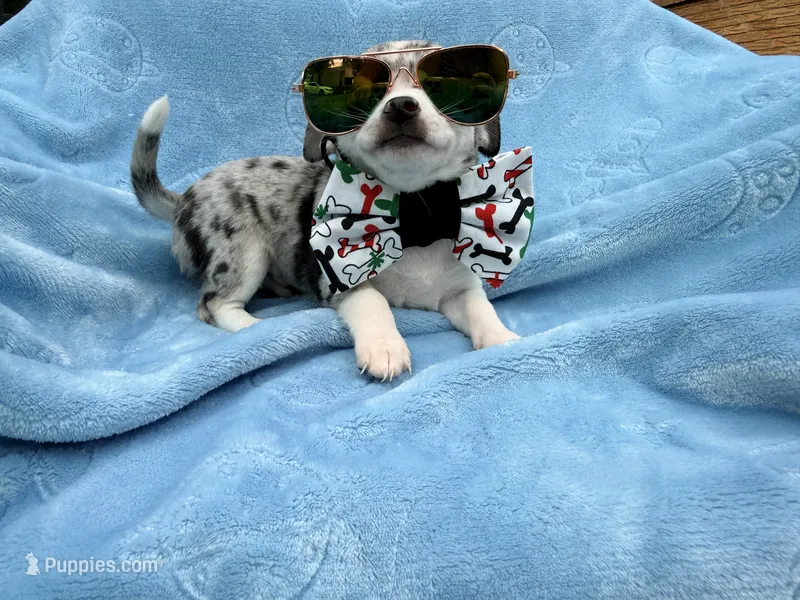 Louis akc – Chihuahua puppy for sale in Seneca, MO