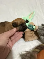 Yoda, a male Brussels Griffon for sale in Seneca, MO – 2 of 5
