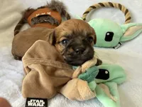 Jawa (Zippy), a male Brussels Griffon for sale in Seneca, MO – 8 of 10
