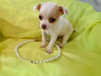 AKC Pearl, a female Chihuahua for sale in Seneca, MO – 5 of 10