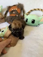 Darth Vader , a male Brussels Griffon for sale in Seneca, MO – 5 of 10