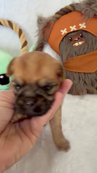 Madolorian, a male Brussels Griffon for sale in Seneca, MO – 9 of 9