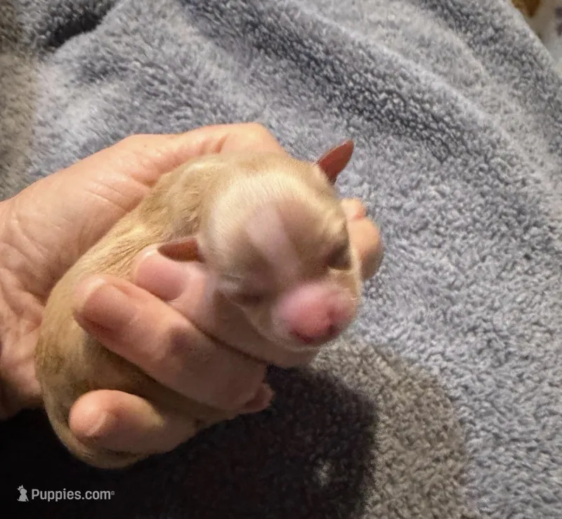 Paloma – Chihuahua puppy for sale in Seneca, MO