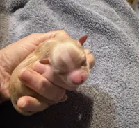 Paloma, a female Chihuahua for sale in Seneca, MO – 1 of 5