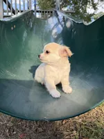 Dave, a male Chihuahua for sale in Seneca, MO – 5 of 6