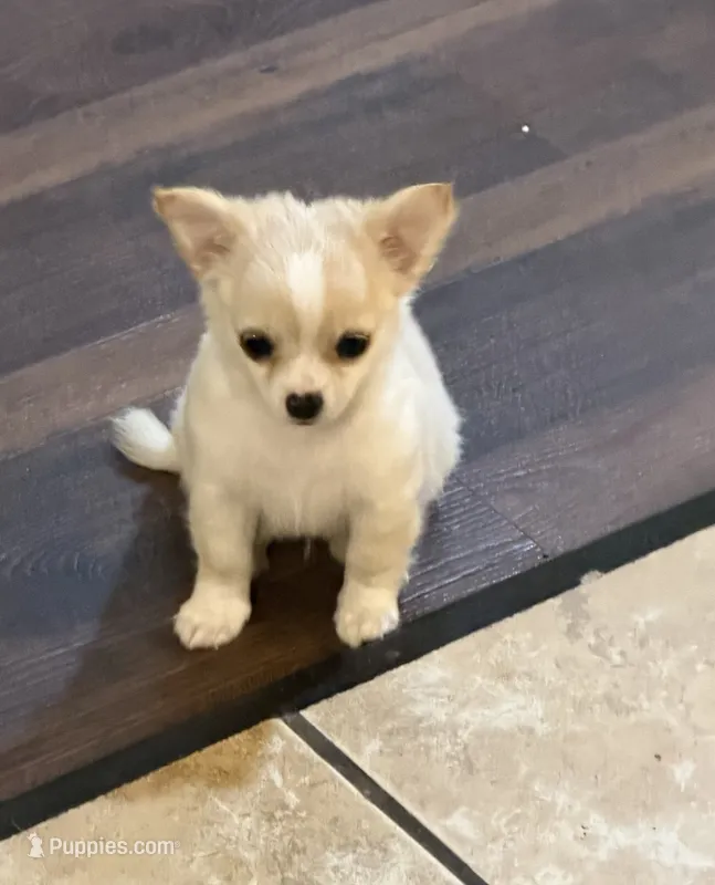 Dave – Chihuahua puppy for sale in Seneca, MO