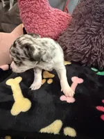 Louis akc, a male Chihuahua for sale in Seneca, MO – 3 of 10