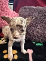 Chanel akc tiny, a female Chihuahua for sale in Seneca, MO – 6 of 9