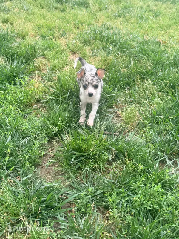Louis akc – Chihuahua puppy for sale in Seneca, MO