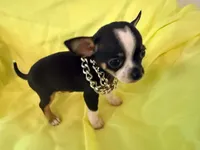 AKC Blackbeard, a male Chihuahua for sale in Seneca, MO – 7 of 8
