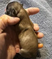 Sofia, a female Chihuahua for sale in Seneca, MO – 2 of 5