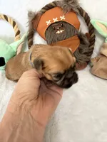 Madolorian, a male Brussels Griffon for sale in Seneca, MO – 8 of 9