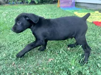 Cain AKC red collar, a male Cane Corso for sale in Seneca, MO – 1 of 10
