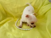 AKC Pearl, a female Chihuahua for sale in Seneca, MO – 9 of 10