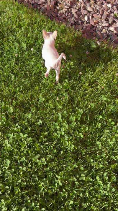 AKC Olaf, a male Chihuahua for sale in Seneca, MO – 10 of 10