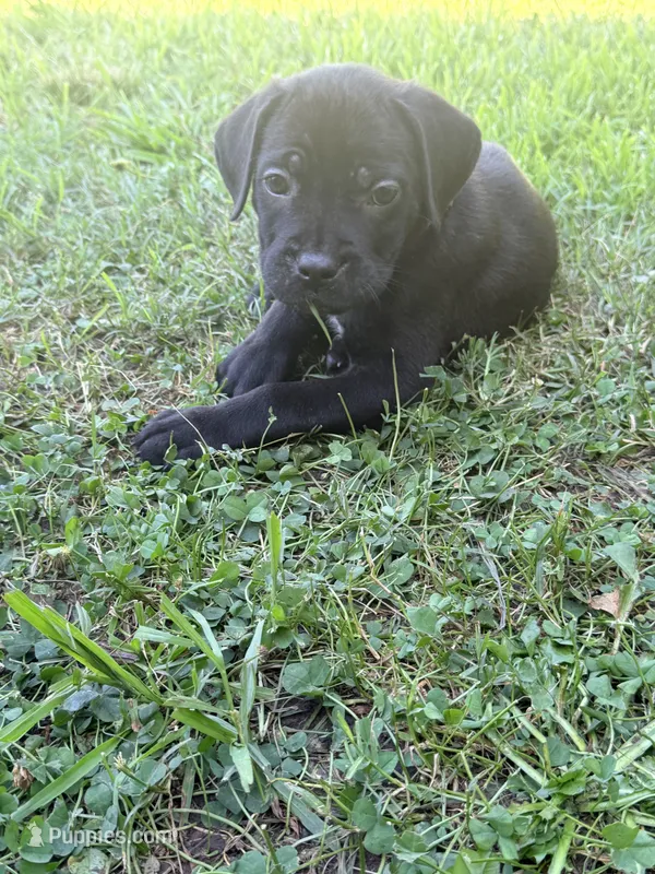 Rufus AKC blue collar -Delivery Special! – Cane Corso puppy for sale in Seneca, MO