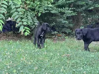 Crowley AKC yellow collar, a male Cane Corso for sale in Seneca, MO – 2 of 10