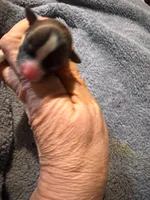 Lupita, a female Chihuahua for sale in Seneca, MO – 3 of 6