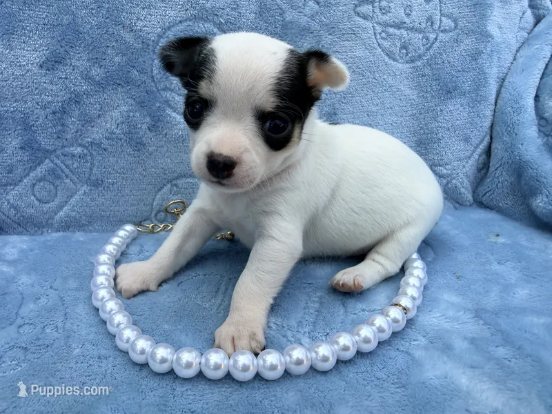 Anna tiny – Chihuahua puppy for sale in Seneca, MO