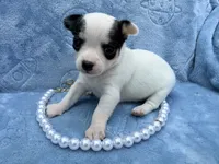 Anna tiny, a female Chihuahua for sale in Seneca, MO – 6 of 9