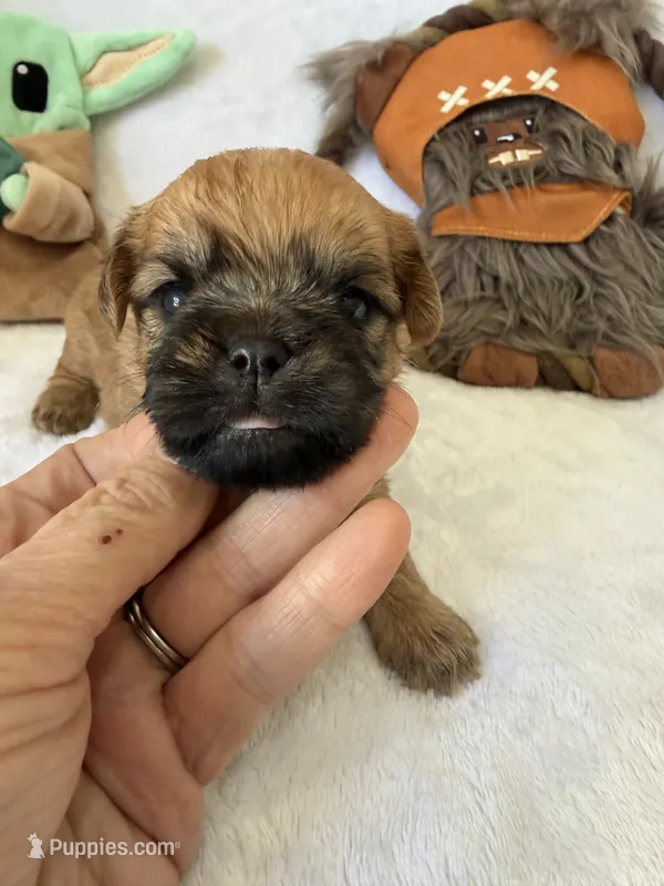 Madolorian – Brussels Griffon puppy for sale in Seneca, MO