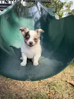 Stuart, a male Chihuahua for sale in Seneca, MO – 6 of 8