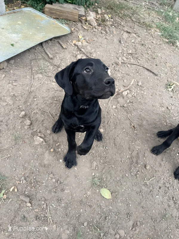 Cain AKC (age discount) – Cane Corso puppy for sale in Seneca, MO