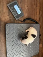 Anna tiny, a female Chihuahua for sale in Seneca, MO – 2 of 9