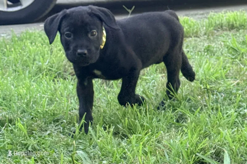 Dean AKC green collar-Delivery Special! – Cane Corso puppy for sale in Seneca, MO