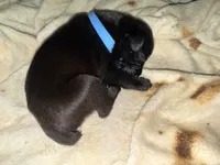 Rufus AKC blue collar, a male Cane Corso for sale in Seneca, MO – 8 of 10