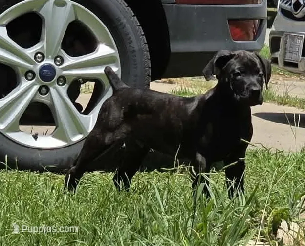 Ketch AKC orange collar – Cane Corso puppy for sale in Seneca, MO