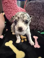 Louis akc, a male Chihuahua for sale in Seneca, MO – 4 of 10