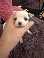 Olaf, a male Chihuahua for sale in Seneca, MO – 6 of 10
