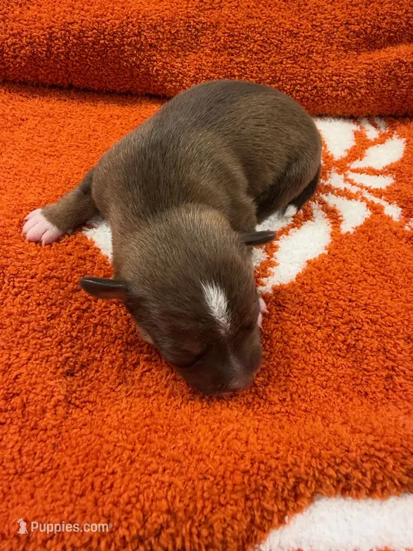 Bates – Chihuahua puppy for sale in Seneca, MO