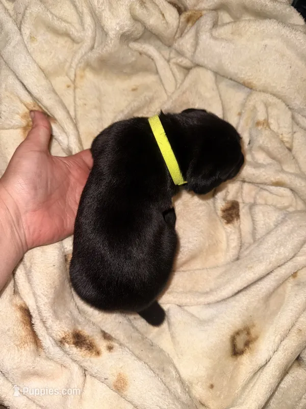 Dean AKC green collar – Cane Corso puppy for sale in Seneca, MO