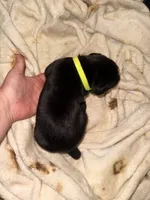 Dean AKC green collar, a male Cane Corso for sale in Seneca, MO – 5 of 8